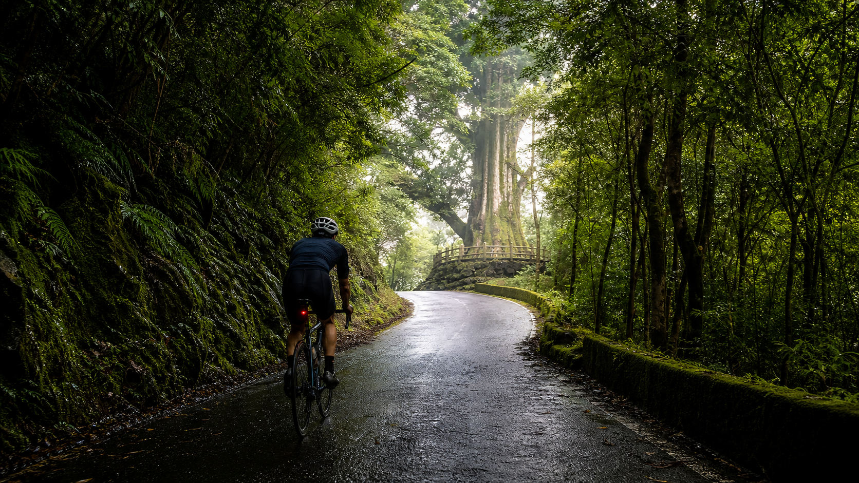 The secret steep road to the sacred tree: Route 56 in Nantou, an encounter with ancient giants in the depths of the forest